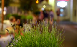 虚化背景紫色薰衣草夜景