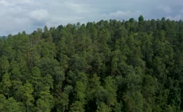 郁郁葱葱山林