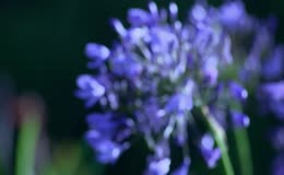 百子莲绽放的紫色花朵