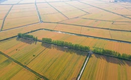 江苏洪泽湖稻田