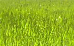 随风晃动大片鲜绿青草