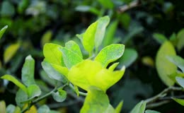 柑橘种植果园叶片