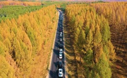 秋季里金色松林中的公路车流