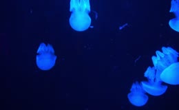 深蓝色水环境里半透明发光水母