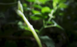 疯狂生长的藤类植物