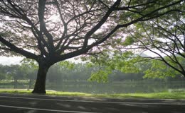 晨跑清晨树木公园